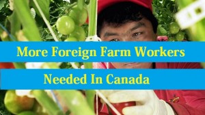 farm workers Needed In Canada