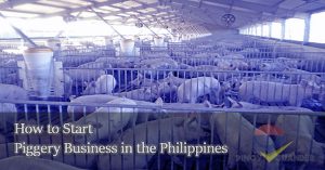 How-to-Start-piggery-businees-in-philippines